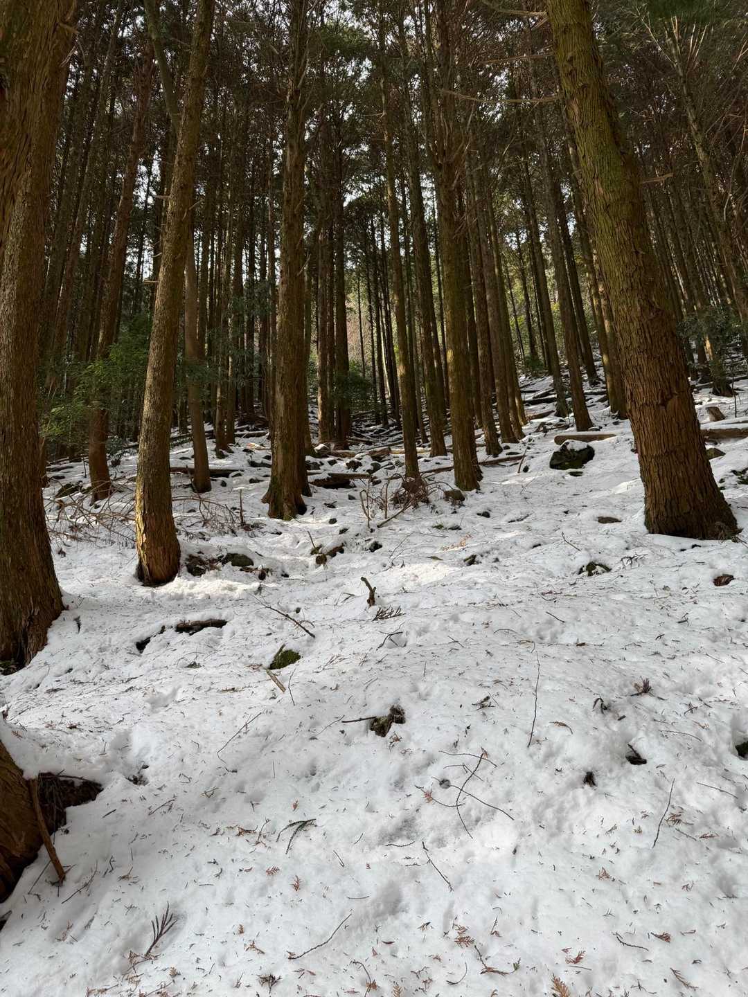 雪❄️