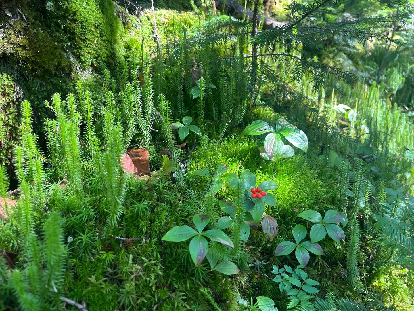 苔とゴゼンタチバナの実