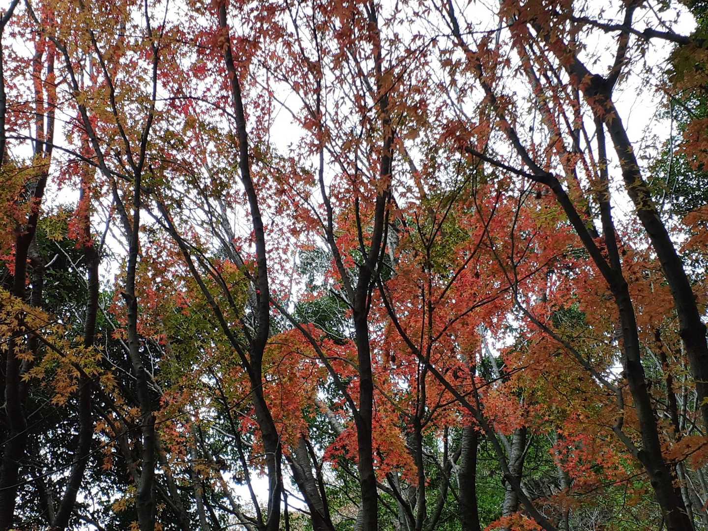 紅葉が少し残っている。😃