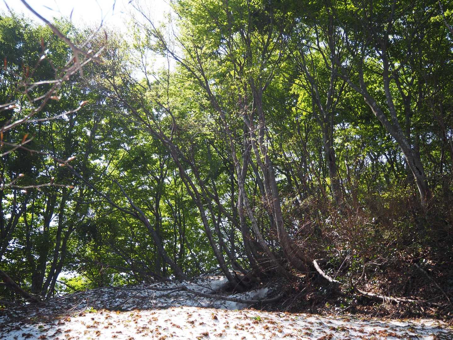 米山（吉尾コース登山口）＜吉尾コース＞の写真