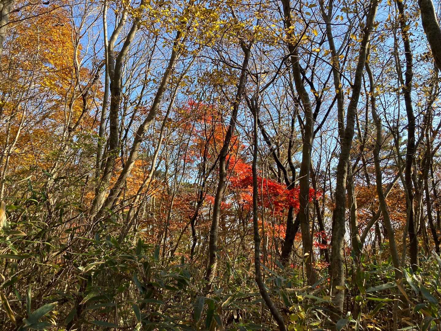 紅葉の赤がとても綺麗🍁