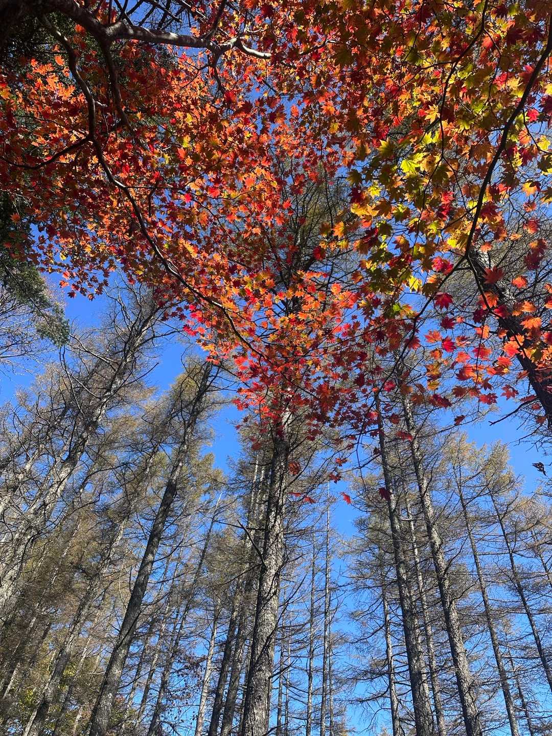 上を見ればはじまったばかりの紅葉🍁
見頃はもう少しかな