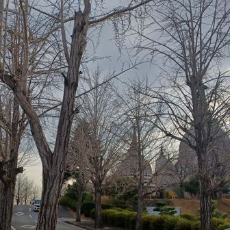 仏舎利塔と葉っぱのない銀杏並木