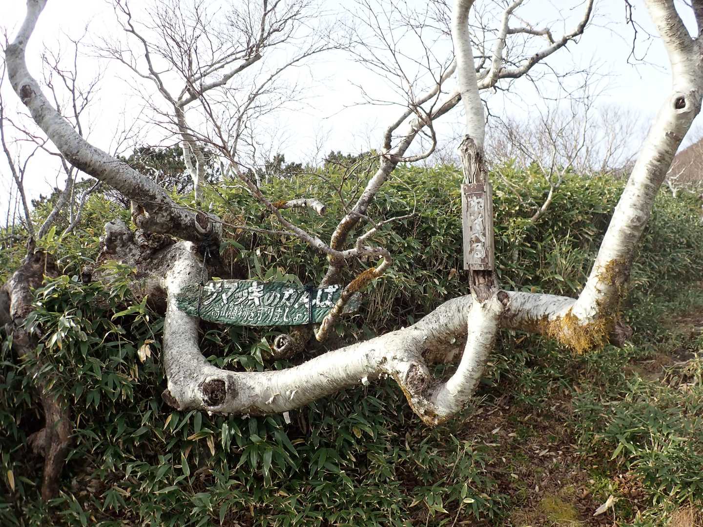こちらも