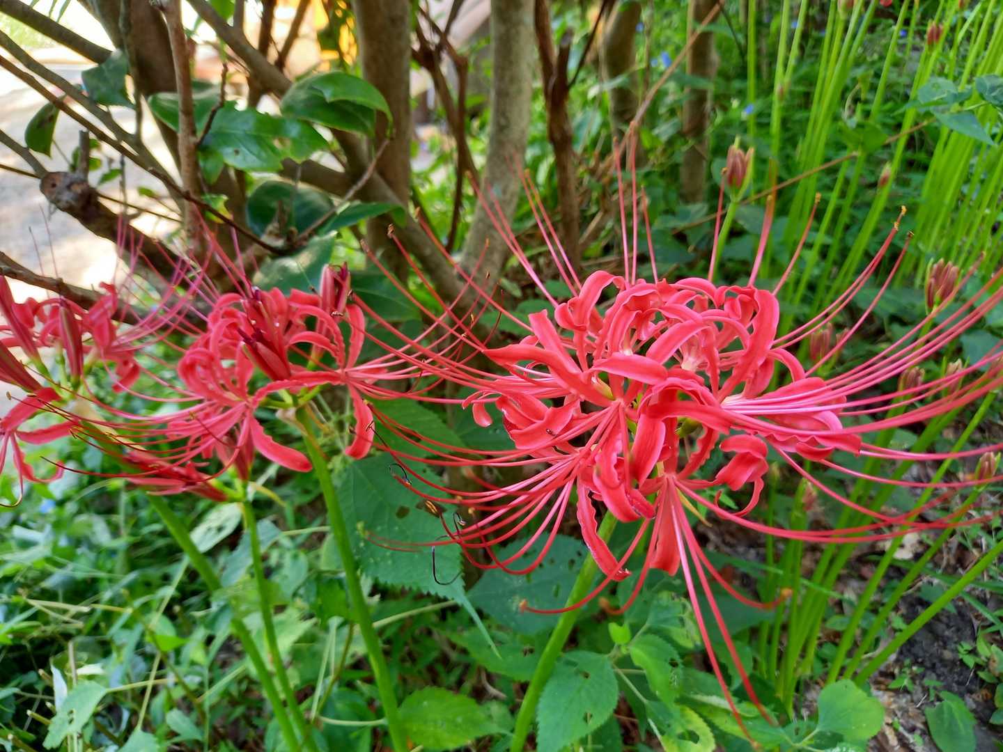 ヒガンバナ🌼🌼
