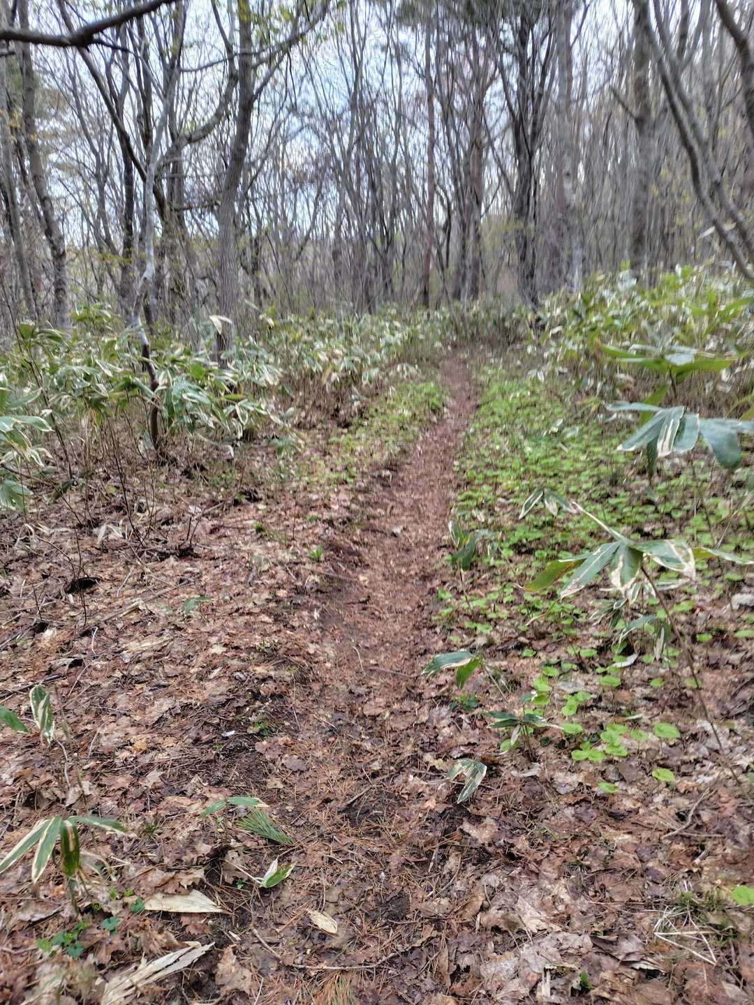 そんな春の里山を登っていくと…