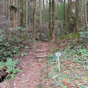 ようやく高良大社へ向かう登山口です