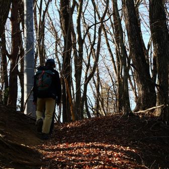 木々の間を登っていきます。