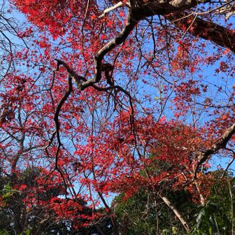 気づかず桔梗山を過ぎたあたり。ここの紅葉もきれい