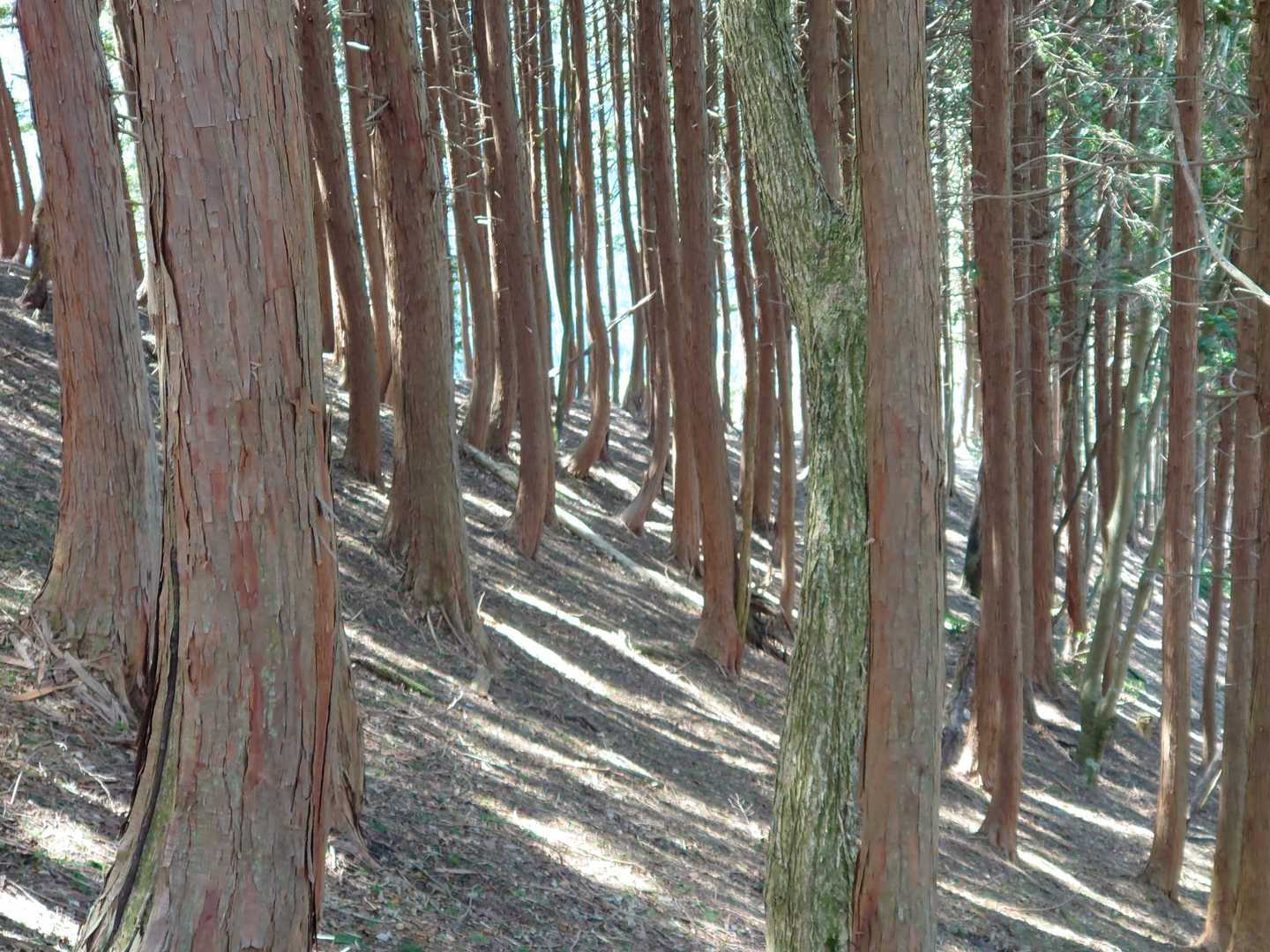 植松山 周回コースの写真