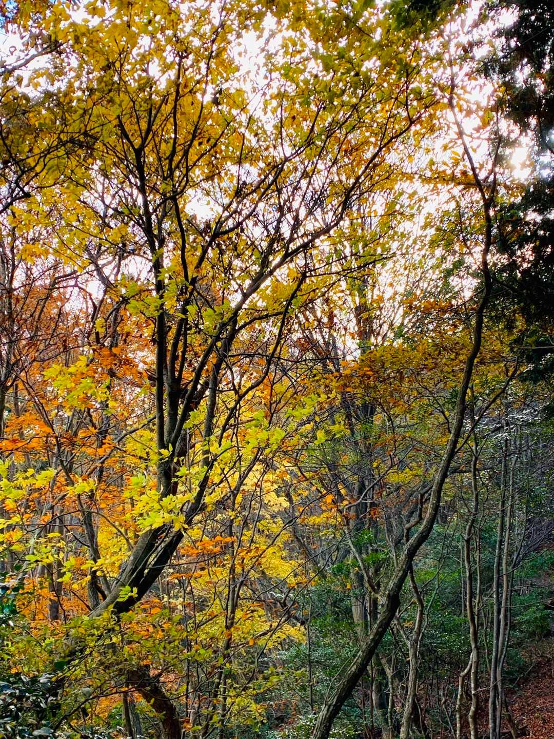 黄色🟡の紅葉🍁