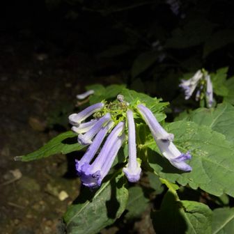 アキチョウジですかね🤔
登山道に生え散らかっていた。
去年あったかなぁ、気づかなかっただけかな😅