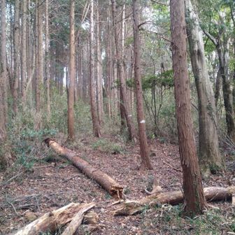 眺望は…ありません。