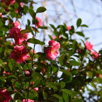 二上山の、さざんか