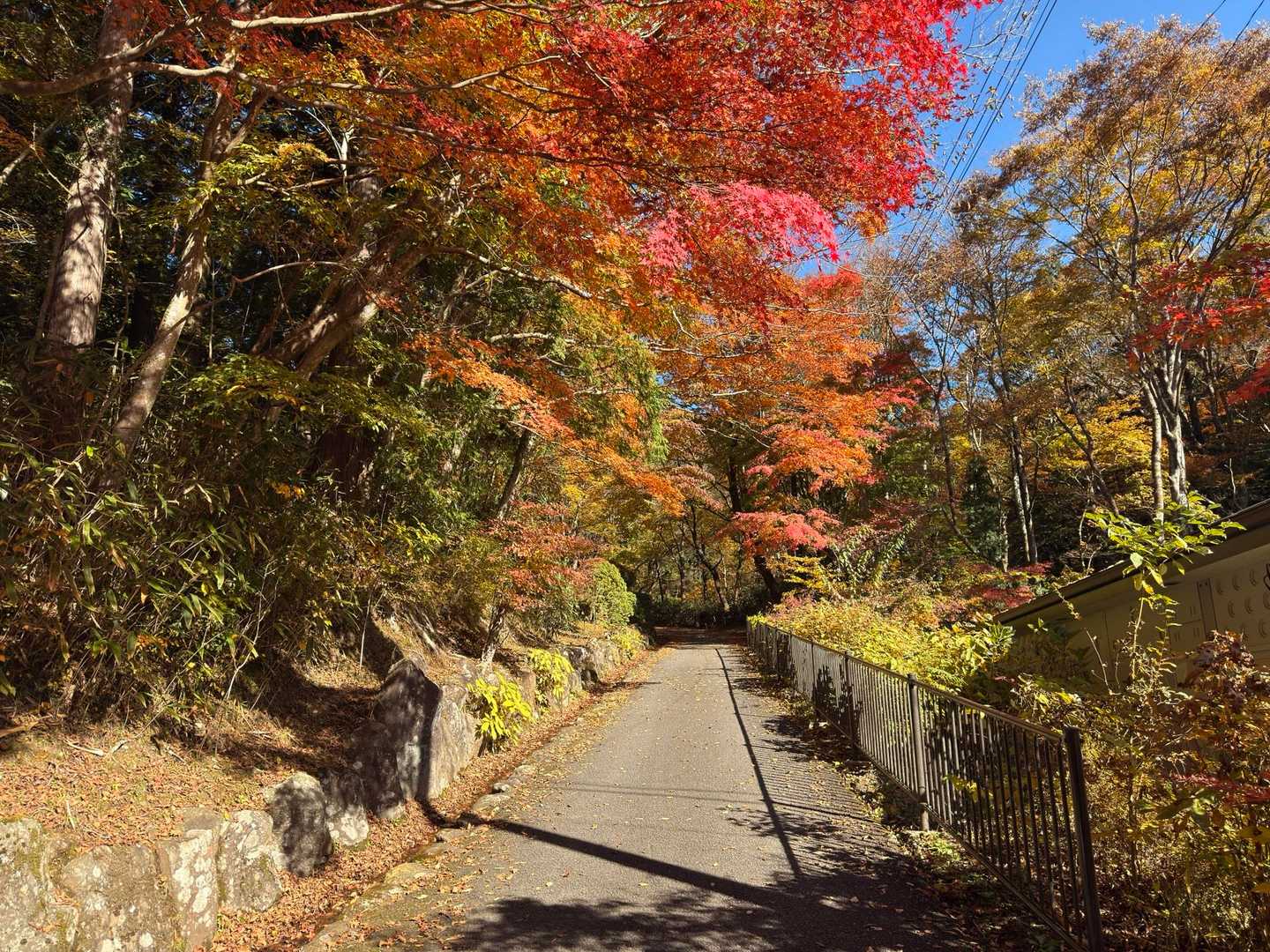 紅葉のトンネルを越えていきます🍁