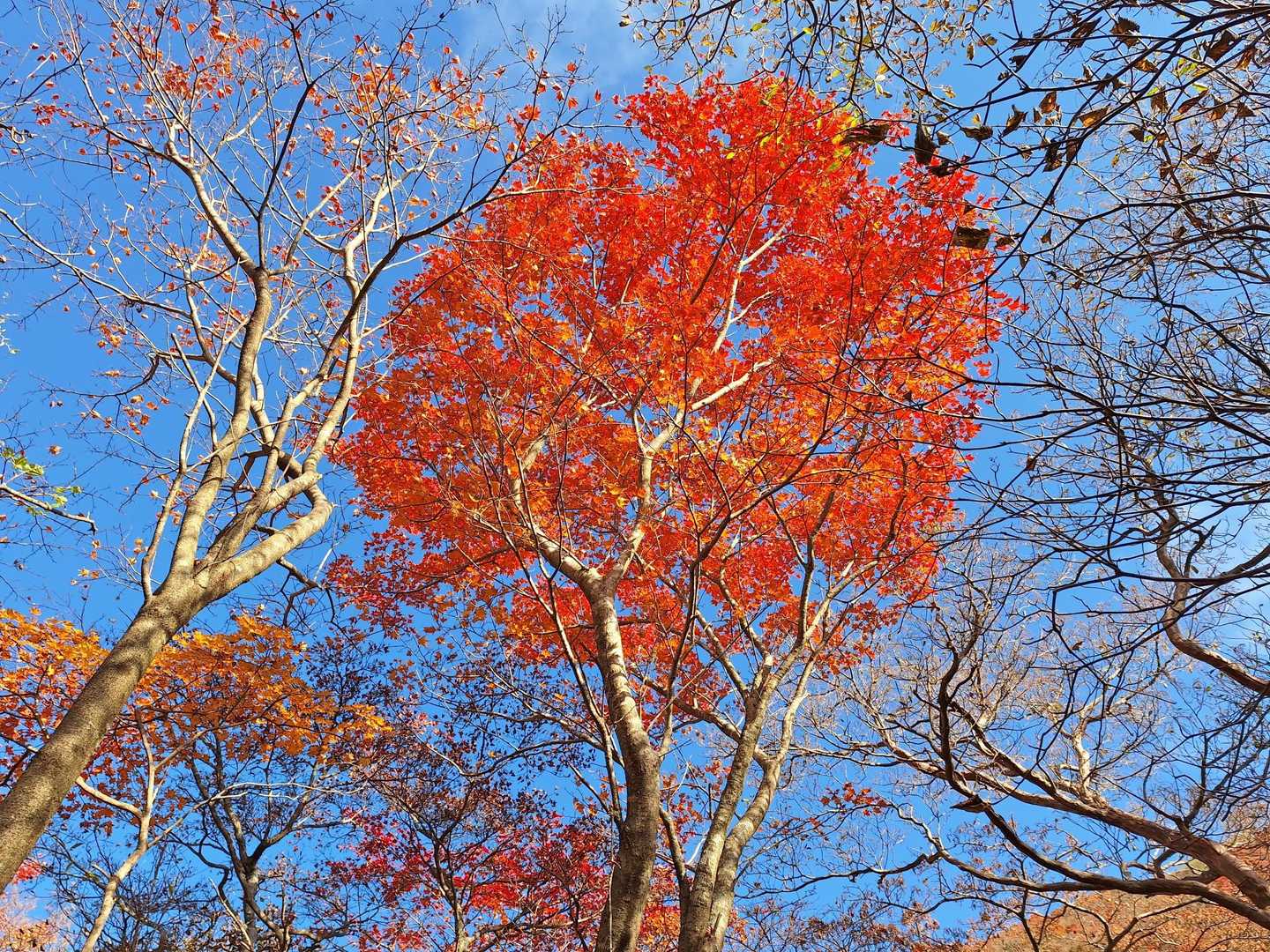 紅葉にはやっぱり青空がいい😆