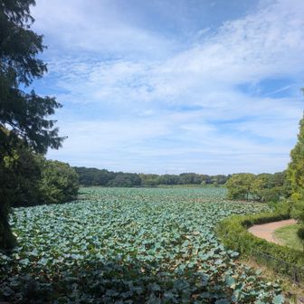 大泉池のハス🪷葉🍃
ハス🪷の咲く頃見てみたい〜