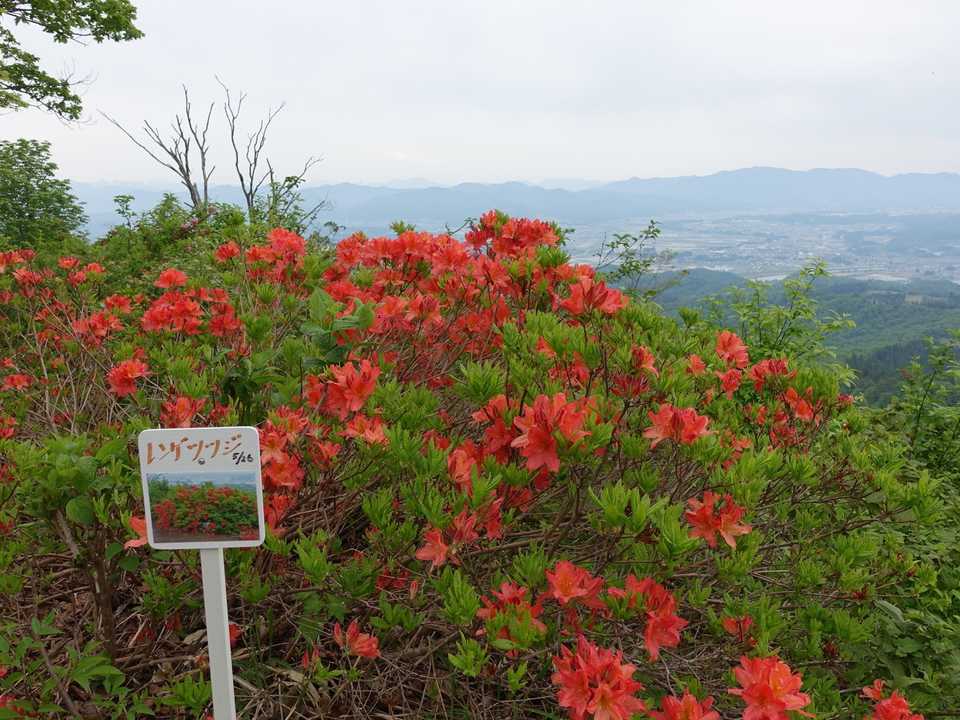 赤いレンゲツツジ
