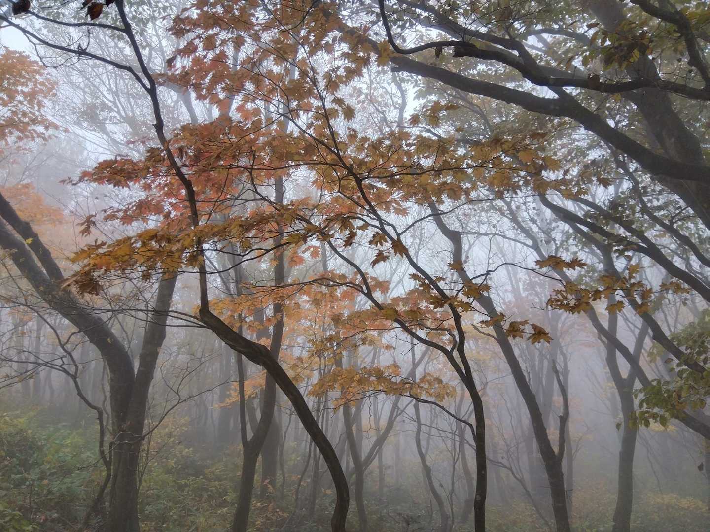 表参道コース | 彌彦神社から始まる、越後人の「心のふるさと」標高634mの霊峰の写真