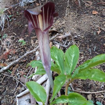 有毒植物のマムシ草😱