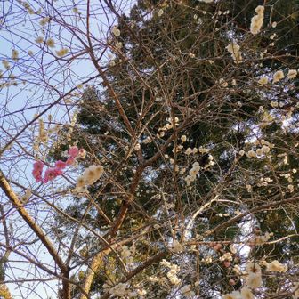 白い梅の花なのですが一箇所だねピンクなの、不思議〜