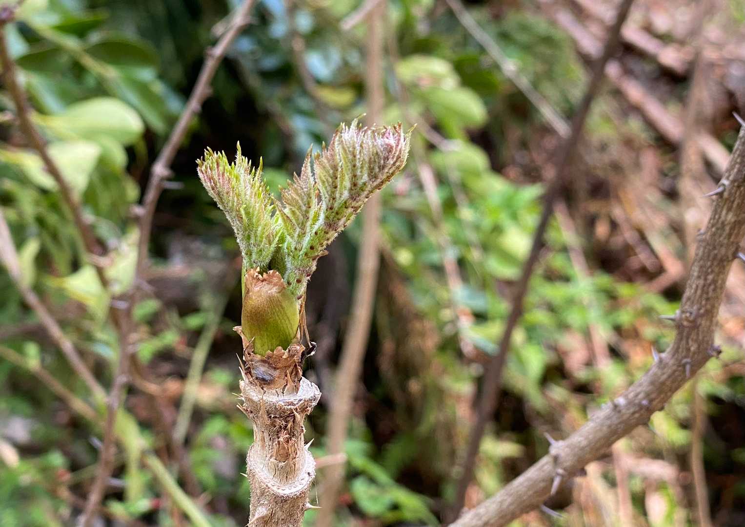 タラの芽