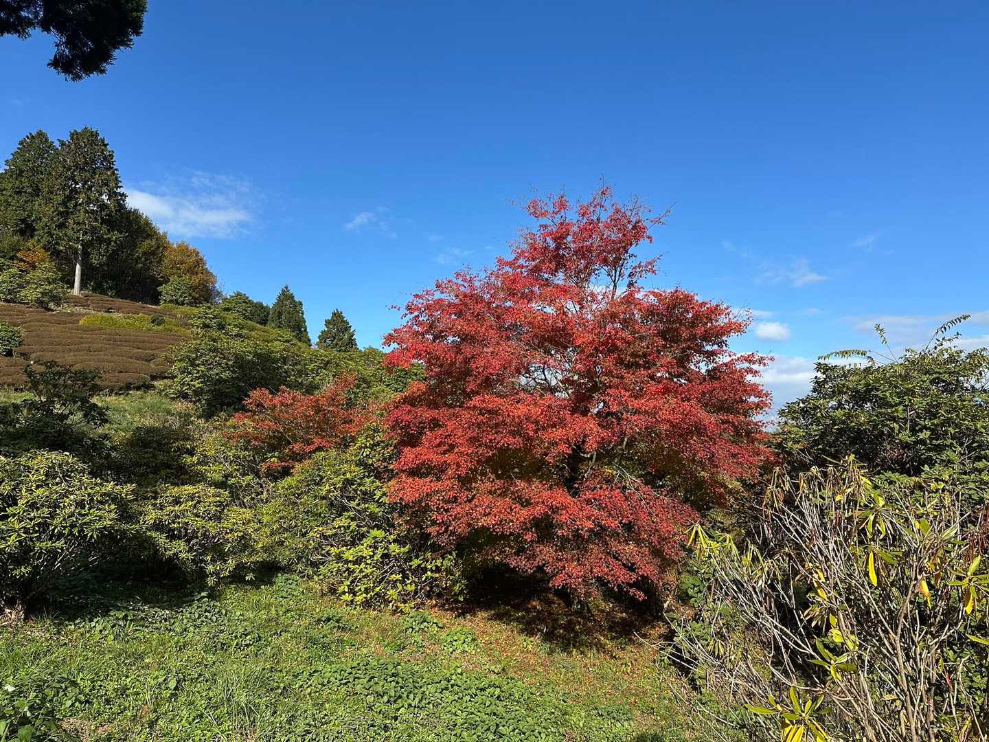 グリーンピア八女-南岳-女岳-姫御前岳-男岳 往復コースの写真