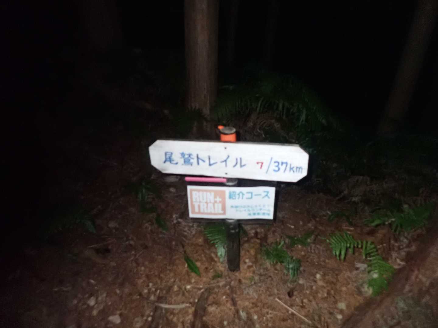 ここは尾鷲トレイルというのか、走りやすく整備されてるし、確かにトレランにはよさそうな道