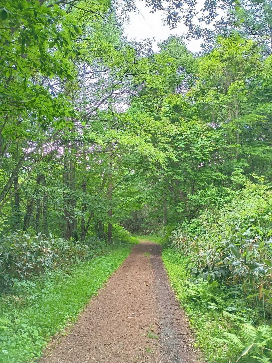 緑鮮やかな林道歩きのあと、別荘地を避けるための登山道を歩いて終わりました😊

最後までご覧いただき、ありがとうございました🌼