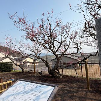 咲いてる花もありましたが、見頃はもう少し先かな😅