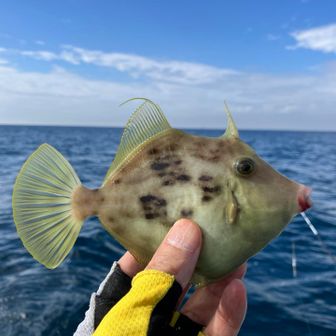 TERA@diamantewagon30v