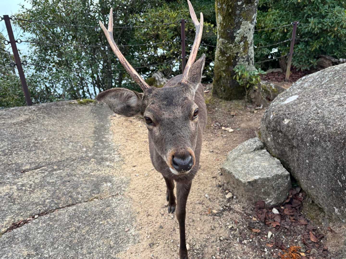 紅葉谷-弥山-大聖院 周回コースの写真