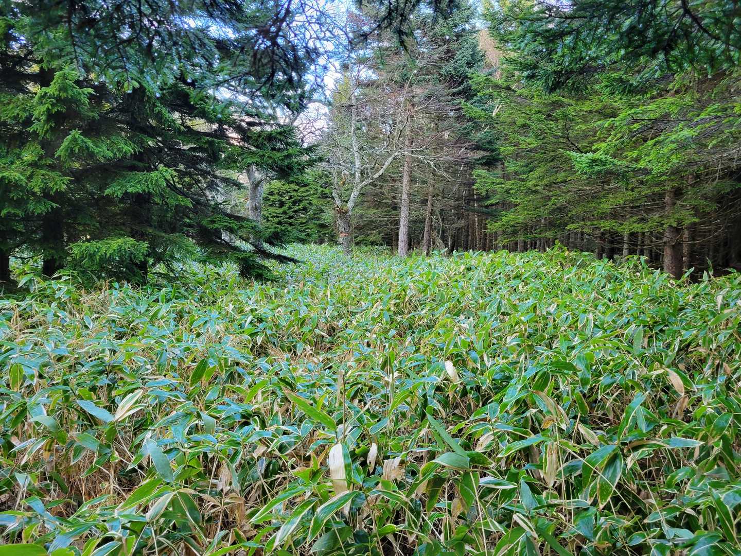 またワサワサ🌿
