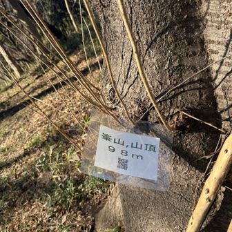 最後のピーク峯山。