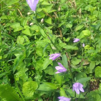 ソバナ
花の色が綺麗でした💜
もしかして、ハタザオキキョウ！？🤔