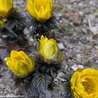 堂平山・笠山（乳房山）・大霧山 春間近の里山の風情はこれがBEST
かわいい福寿草