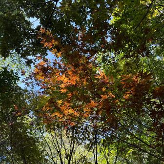 🍁🍁🍁