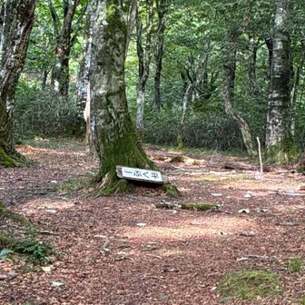 急登を登りきって「一ぷく平」に到着！名前の通り　ホッと一息　ちょうど良い休憩スポット🙆