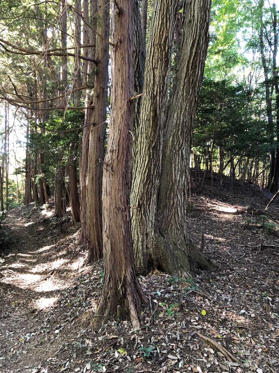 この木のとこを右にいきます。YAMAPの山頂マークとずれています。