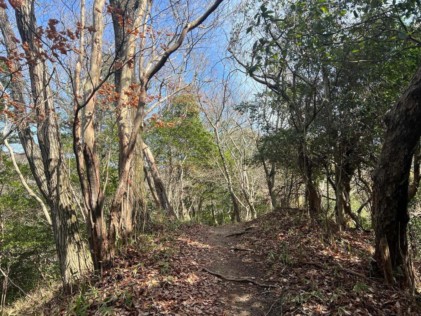 元岩巣山 往復コースの写真