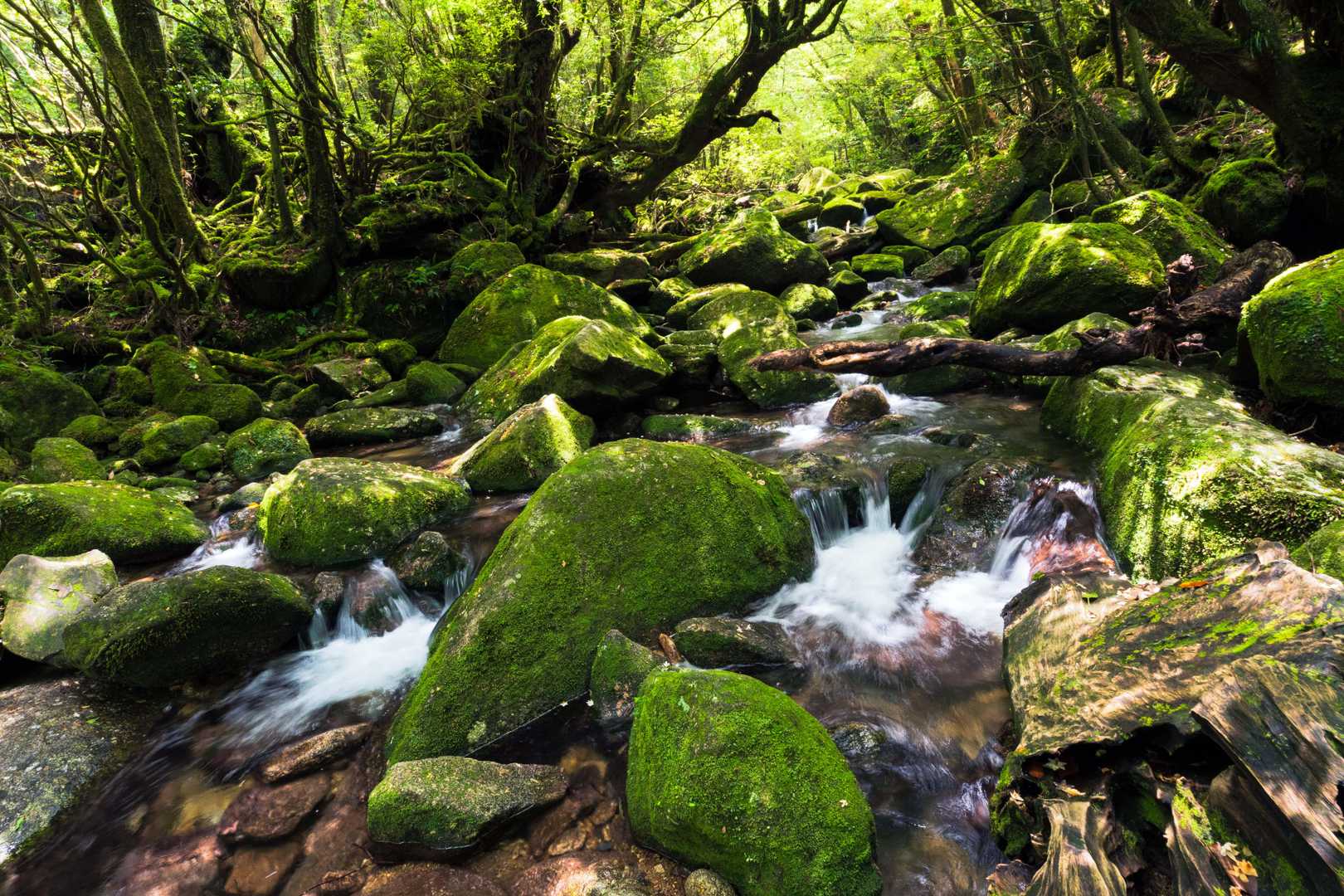 淀川登山口-花之江河-黒味岳-宮之浦岳-永田岳-縄文杉-大 縦走コースの写真