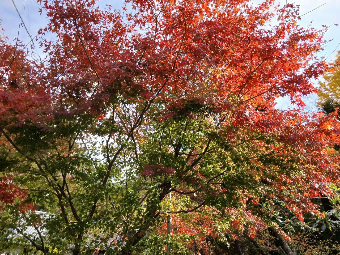 軍畑駅で集合してスタート　昨日に続いてきれいな紅葉を楽しみながらの山行