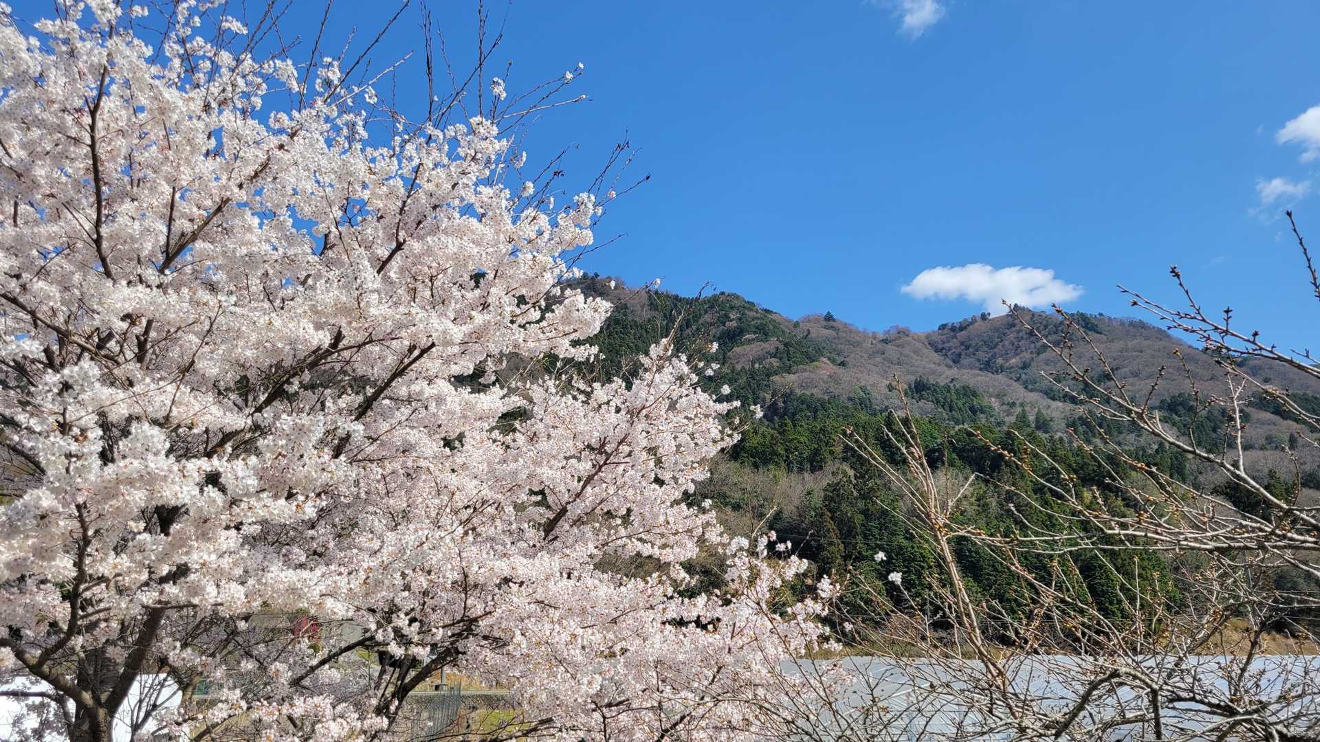 最高から