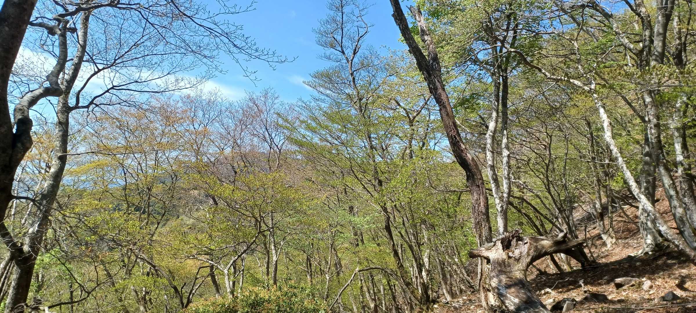 新緑がパステルグリーンでキラキラ✨