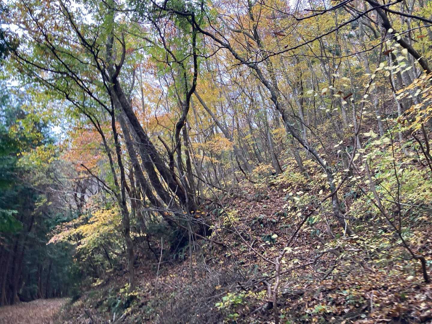 福田頭登山口-大波峠-毛無山-福田頭下山口 縦走コースの写真