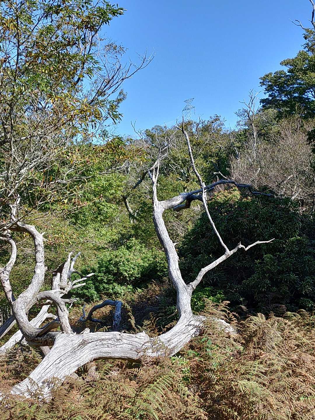 芸術の🌲