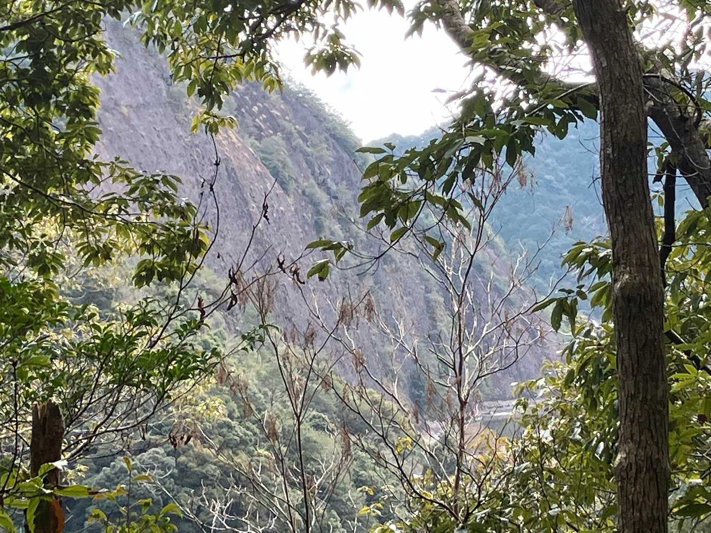 登り始めてちらっと一枚岩見えました