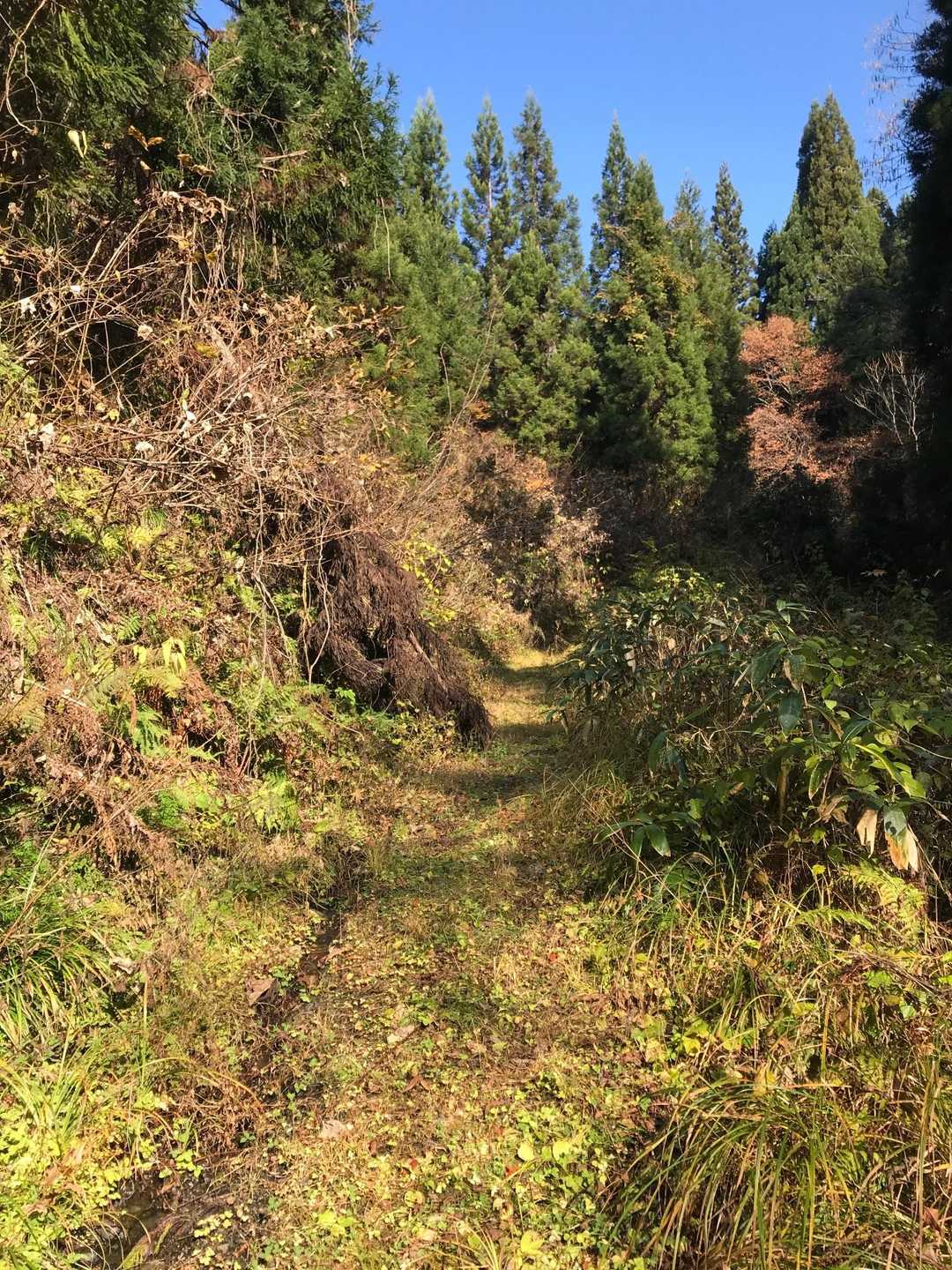 まずは林道を歩いて、登山口迄
テクテク❗️