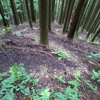 左に斜面を移動したら登山道ありました