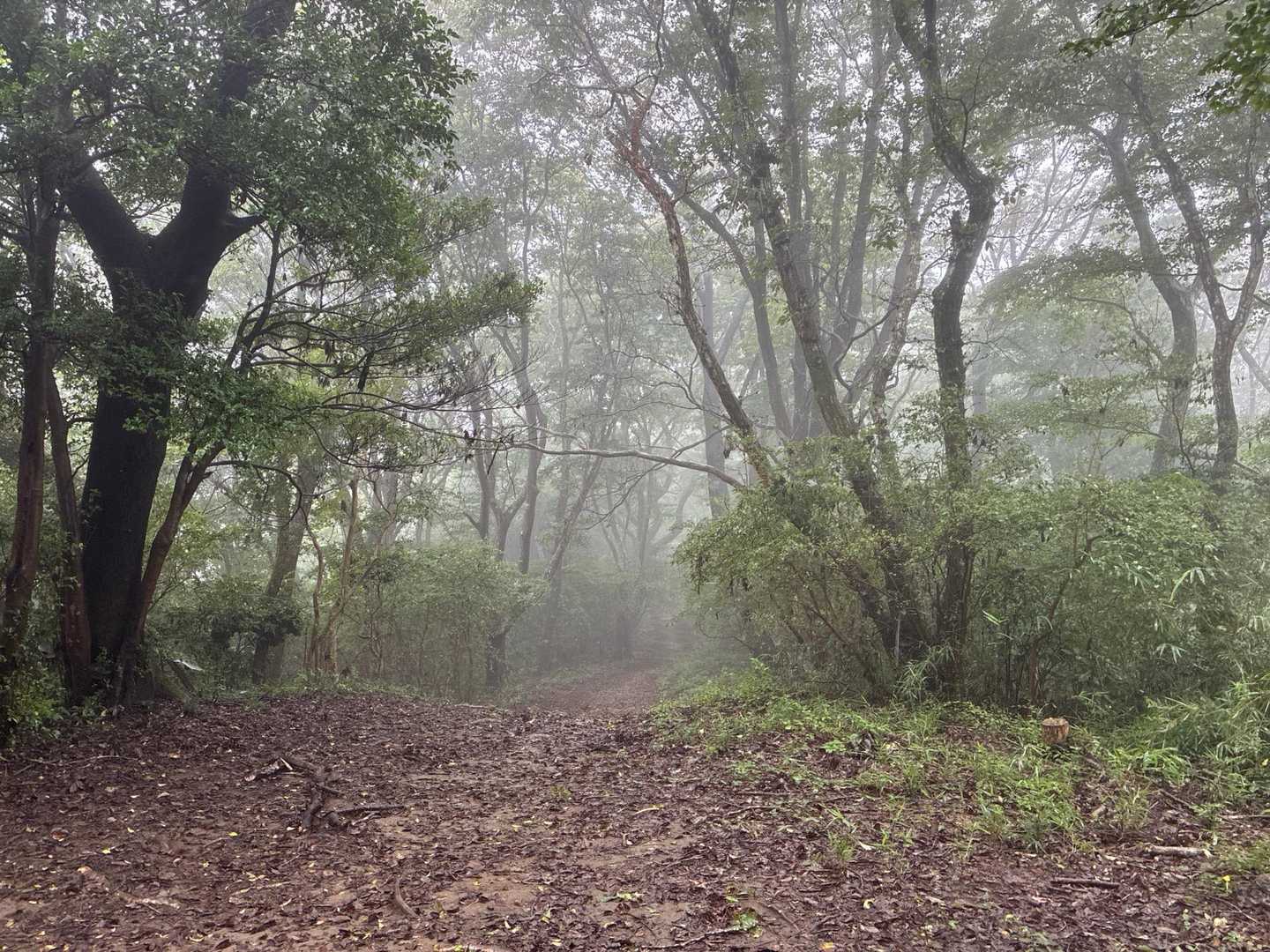 南山-団子石峠-団子山 往復コースの写真